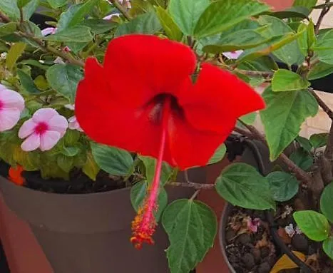 דירות סירקוזה Il Porto Segreto